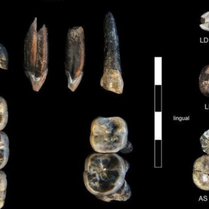 El descubrimiento del siglo: hallan un ancestro humano que cambia por completo la historia de la evolución