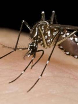 Los mejores repelentes caseros para ahuyentar a los mosquitos